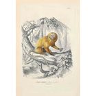 Tamarin
