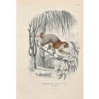 Potto