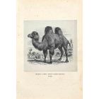 Camel with two Humps