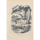 Chinese Domestic Pig