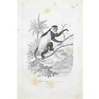 Mantled Guereza