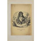 Chimpanzee