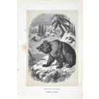 Siberian Bear