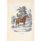 English Horse