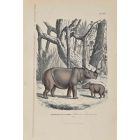 Rhinoceros of Sumatra