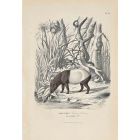 Tapir Maiba