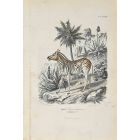 Equus Montanus