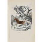 African Couagga