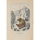 Bear from Austria