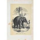 Indian Elephant