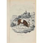 Mouflon Musmon