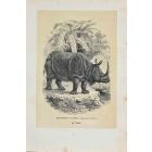 Hippopotamus Unicorn