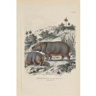 Young Hippopotamus