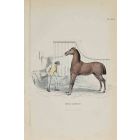 Limousin Horse