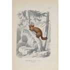 The Squirrel