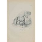Percheron Horse