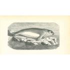 The Seal