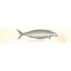 Bytina Borealis