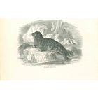 The Seal