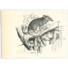 The Mouse