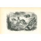 Animals On The Shore