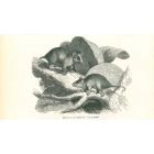 The Mouses