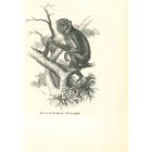 The Monkey