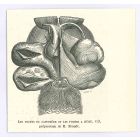 Les Poches Du Castoréum