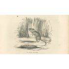 The Mouse