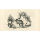 The Mouse