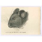 The Mouse