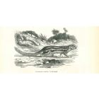 The Beaver