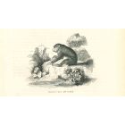 The Gorilla