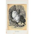 Domestic Cats