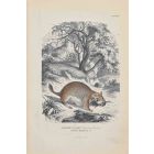Viscacha