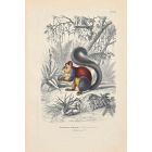 Indian Giant Squirrel