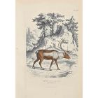 The Reindeer