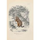 Marmot of Quebec