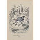 Hamadryas Baboon