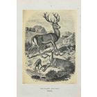 Red Deer 