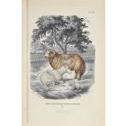 The Ram And Sheep