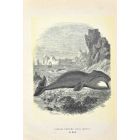 North Atlantic Right Whale