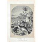 Monk Seals
