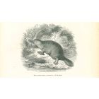 Ornithorhynque Paradoxal