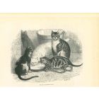 The Cats and Kitty