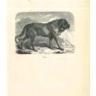 The Dog