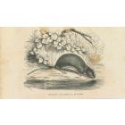 The Drinking Mouse