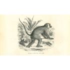 The Monkey