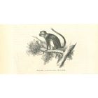 The Monkey