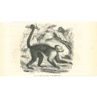 The Monkey